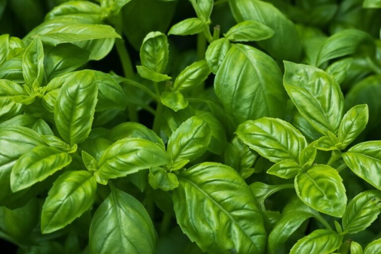 Fresh growing organic basil in horizontal format