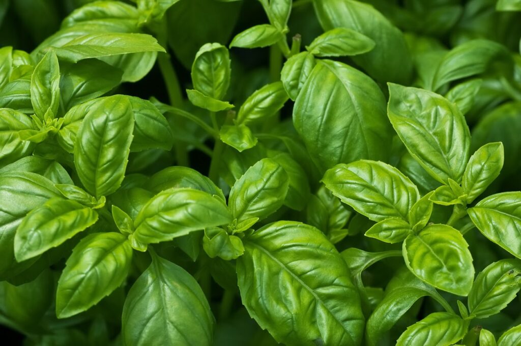 Fresh growing organic basil in horizontal format