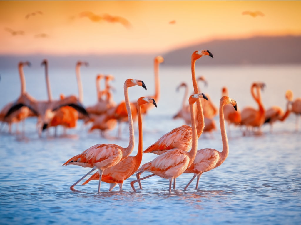 Lake Nakuru Flamingos
